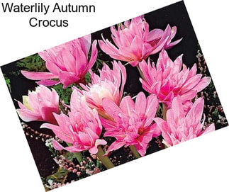 Waterlily Autumn Crocus