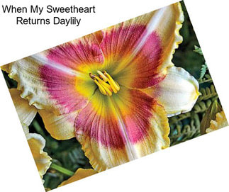 When My Sweetheart Returns Daylily