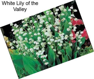 White Lily of the Valley