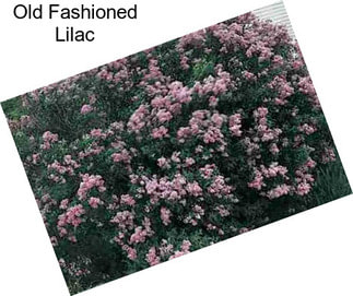 Old Fashioned Lilac