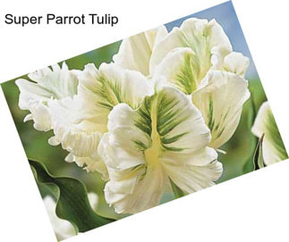 Super Parrot Tulip