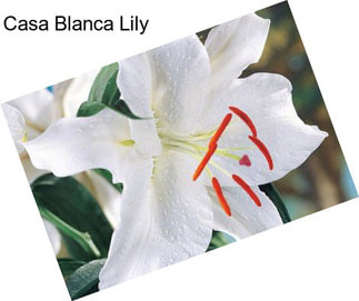 Casa Blanca Lily