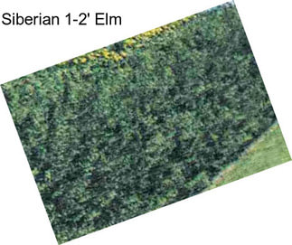 Siberian 1-2\' Elm