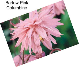 Barlow Pink Columbine