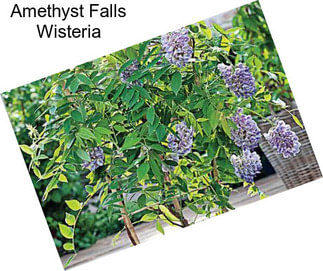 Amethyst Falls Wisteria