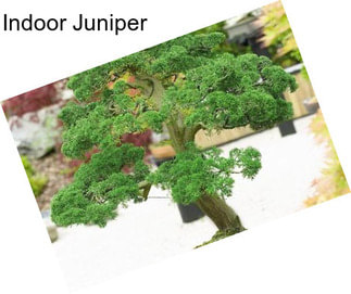 Indoor Juniper