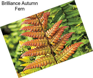 Brilliance Autumn Fern