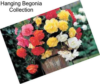 Hanging Begonia Collection