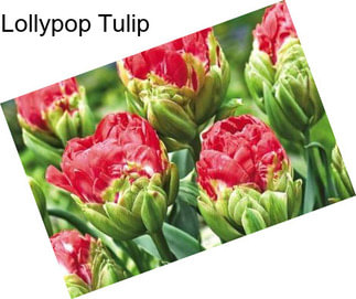 Lollypop Tulip