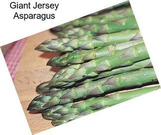 Giant Jersey Asparagus