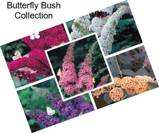 Butterfly Bush Collection