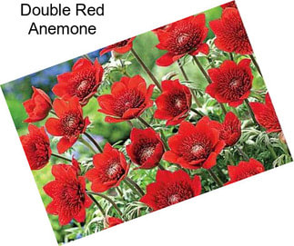 Double Red Anemone