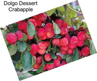 Dolgo Dessert Crabapple