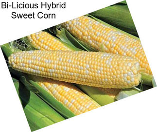 Bi-Licious Hybrid Sweet Corn