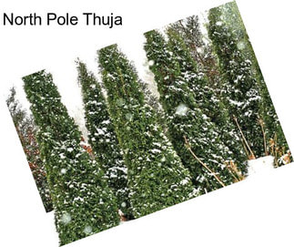 North Pole Thuja