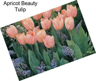 Apricot Beauty Tulip