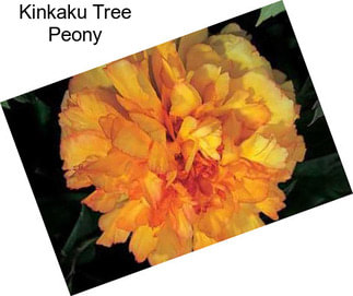 Kinkaku Tree Peony