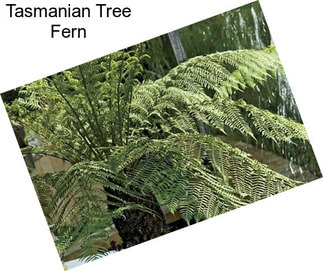 Tasmanian Tree Fern
