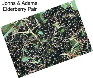 Johns & Adams Elderberry Pair