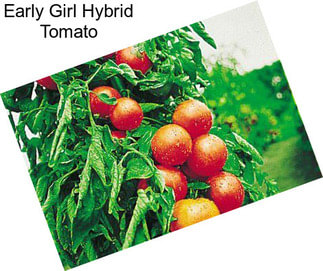 Early Girl Hybrid Tomato