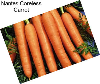 Nantes Coreless Carrot