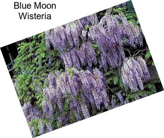 Blue Moon Wisteria