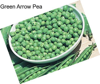 Green Arrow Pea