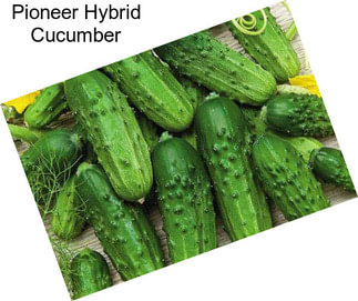 Pioneer Hybrid Cucumber