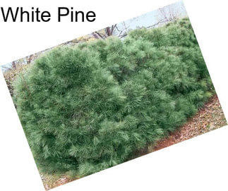 White Pine