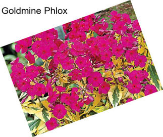 Goldmine Phlox