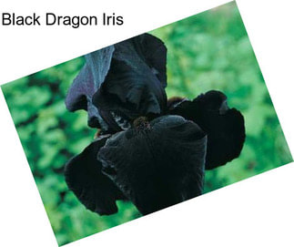 Black Dragon Iris