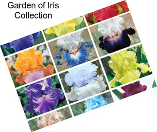 Garden of Iris Collection