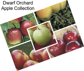 Dwarf Orchard Apple Collection