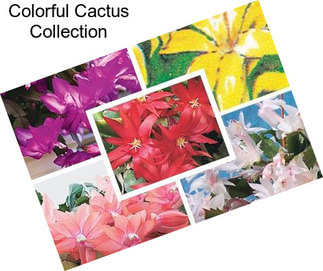 Colorful Cactus Collection