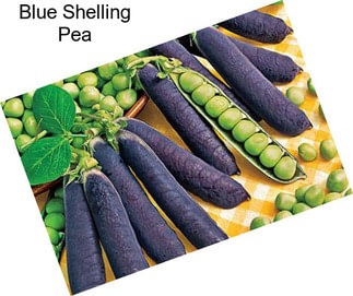 Blue Shelling Pea