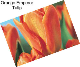 Orange Emperor Tulip