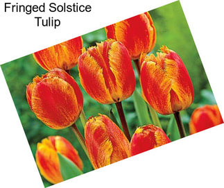 Fringed Solstice Tulip