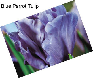 Blue Parrot Tulip