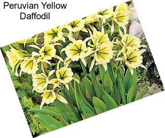 Peruvian Yellow Daffodil