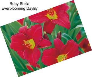 Ruby Stella Everblooming Daylily