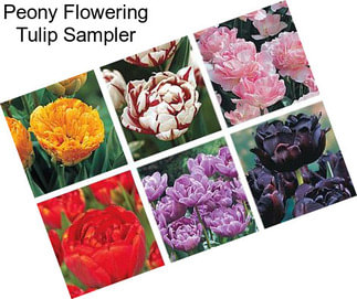 Peony Flowering Tulip Sampler