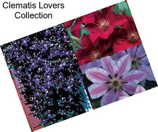 Clematis Lovers Collection