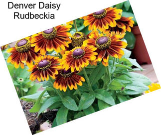 Denver Daisy Rudbeckia