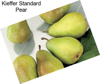 Kieffer Standard Pear