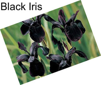 Black Iris