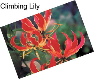 Climbing Lily