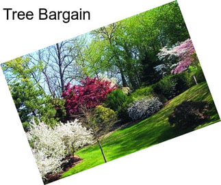 Tree Bargain