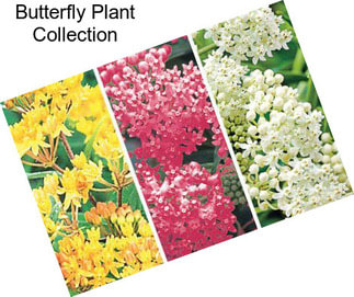 Butterfly Plant Collection