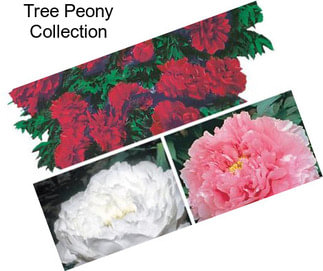 Tree Peony Collection