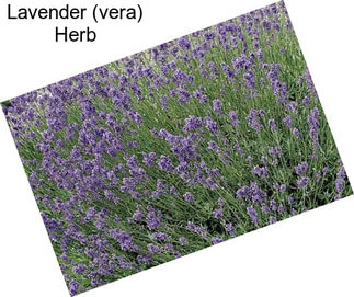 Lavender (vera) Herb